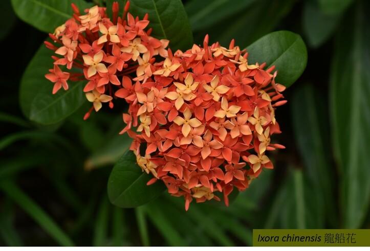 Ixora chinensis, 1 out of 208 ground cover species in 32 urban parks 
