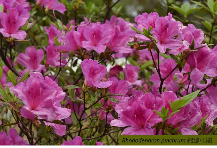  Rhododendron pulchrum, can be visited in urban parks in Hong Kong