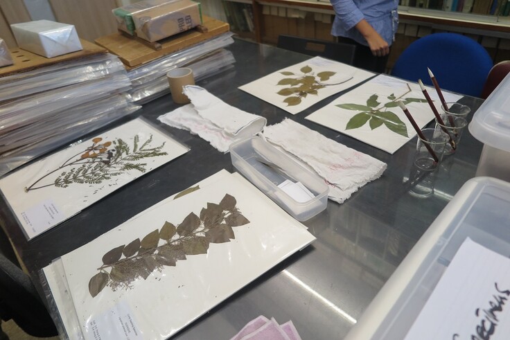 Four plant specimens for detailed observation to the participants.