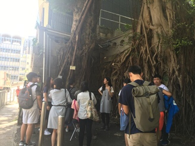 Ms. Wong Ka Yi was introducing the Old and Valuable Trees(OVTs) in King George V Memorial Park.